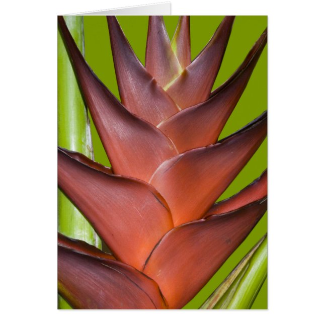 Punto del flor de Bromeliad # 1 (Frente)