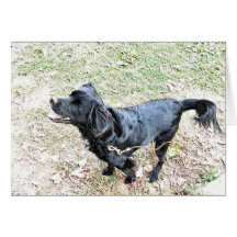 Pup Esperando Para Ir A Caminar