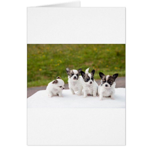 puppies-453532.jpg (Frente)