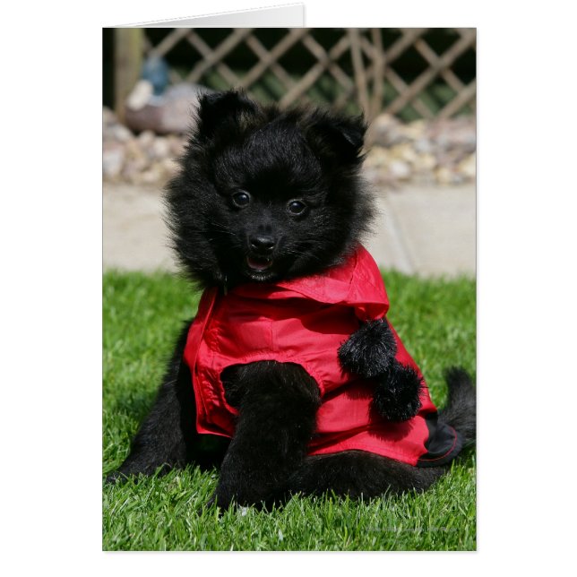 Puppy de Pomerania Negra mirando la cámara (Frente)
