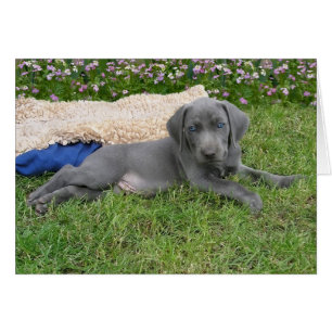 Puppy de Weimaraner Azul
