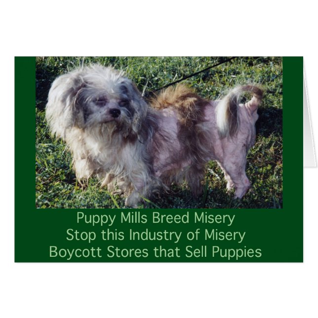 Puppy Mills Raza Misery Card (Anverso (Horizontal))
