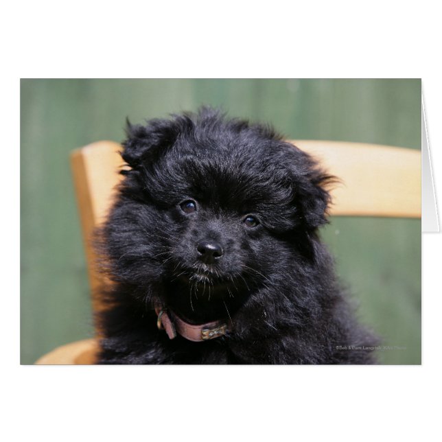 Puppy negro (Anverso (Horizontal))