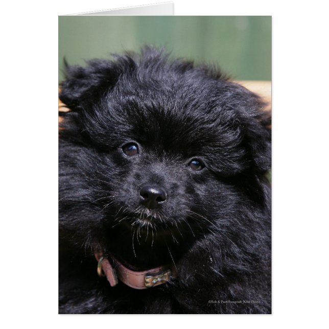 Puppy negro (Frente)