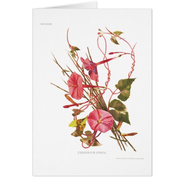 Purga de Exogonium (purga del Ipomoea) (Frente)