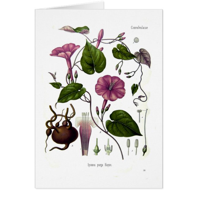 Purga de Ipomea (jalap) (Frente)