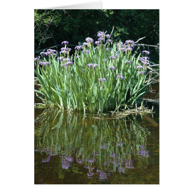 PURPLE BEAUTY (Frente)