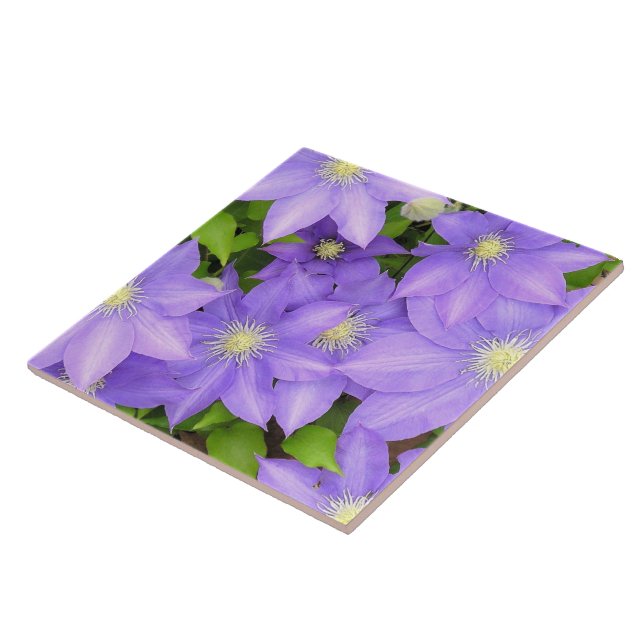 PURPLE CLEMATIS (FOTOG) GRANDES BALDOSAS CERAMICAS (Lado)