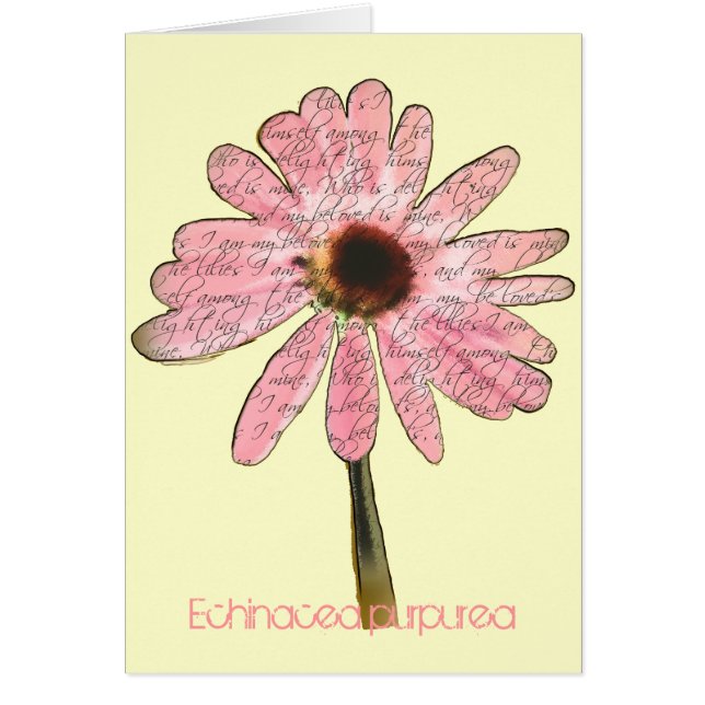 Purple ConeFlower Echinacea purpurea (Frente)