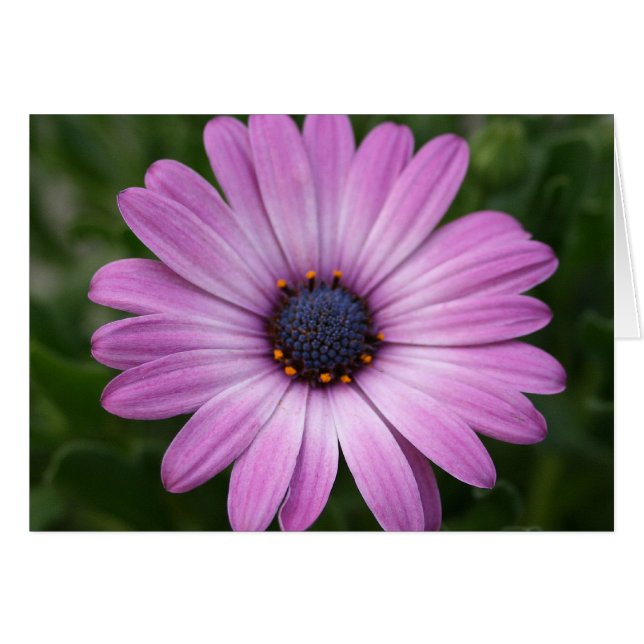 Purple Daisy (Anverso (Horizontal))