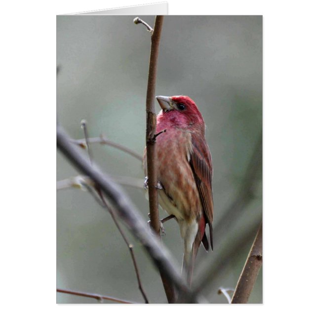 Purple Finch (Frente)