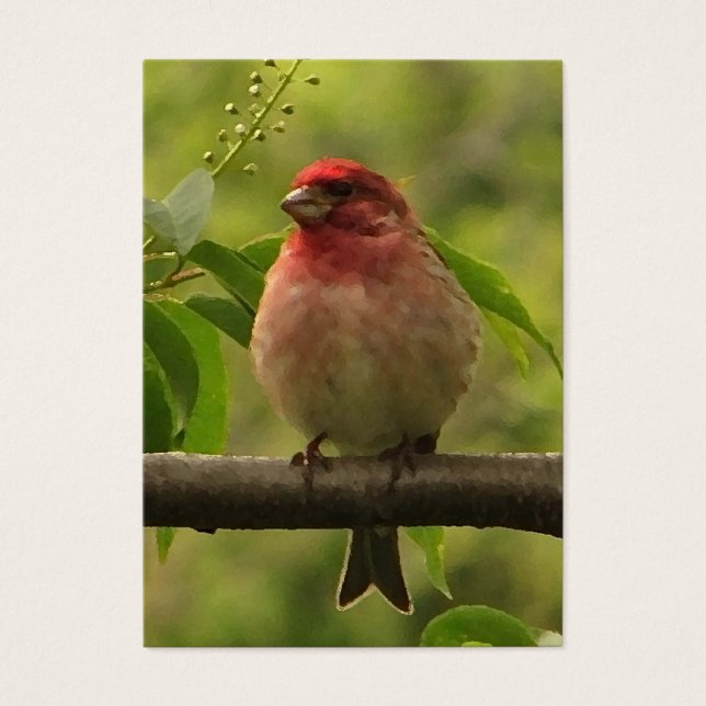 Purple Finch ATC (Frente)