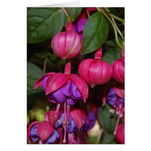 Purple Fuschia (Frente)