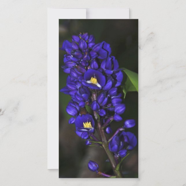 Purple Ginger (Anverso)