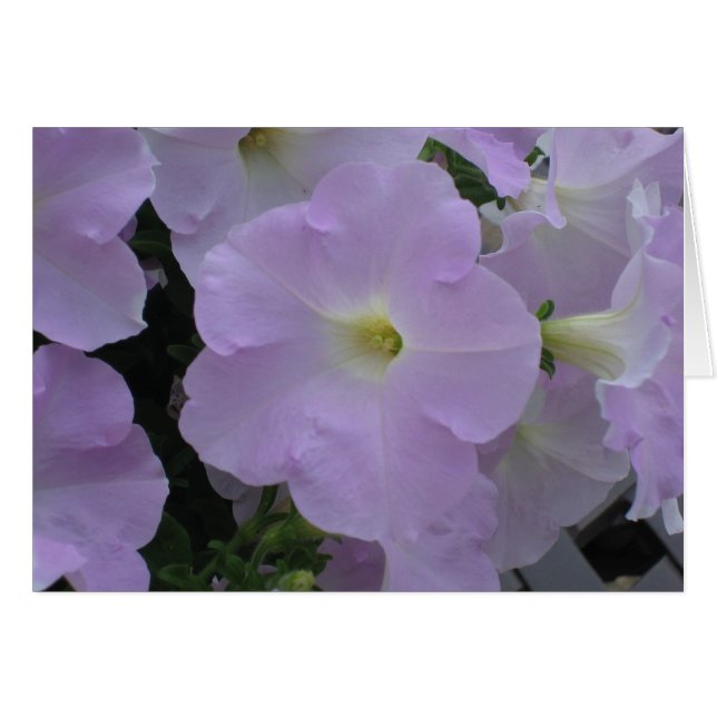 Purple Haze (Anverso (Horizontal))