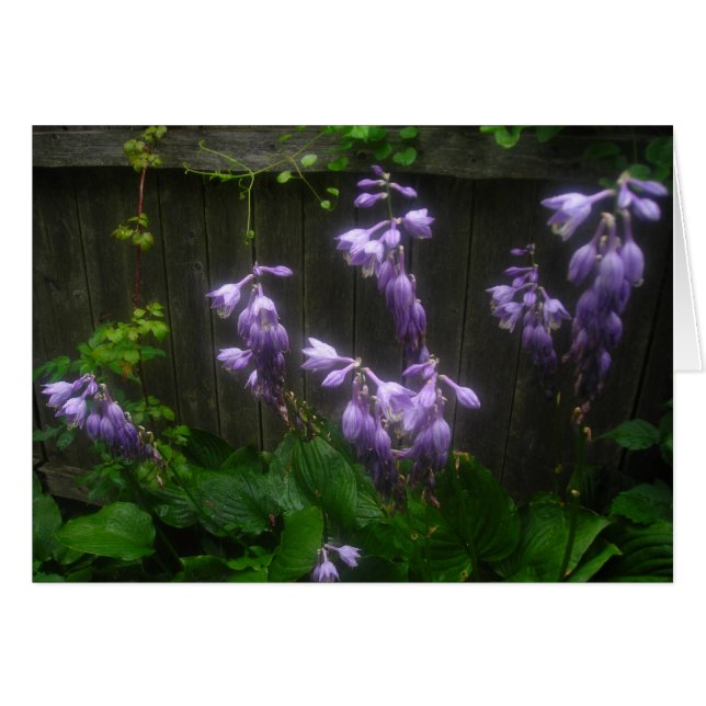 Purple Hosta Florets (Anverso (Horizontal))