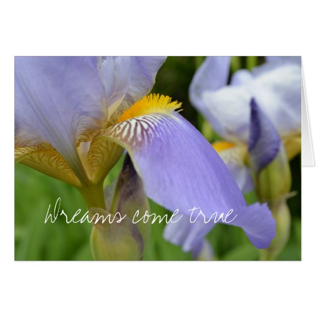 Purple Iris-Dreams se hace realidad (Anverso (Horizontal))