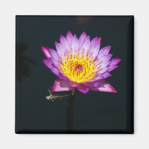 Purple Lotus Waterlily Dragonfly Nymph imán