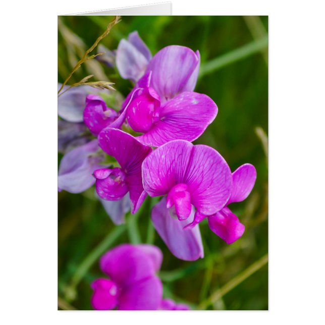 Purple Orchids (Frente)