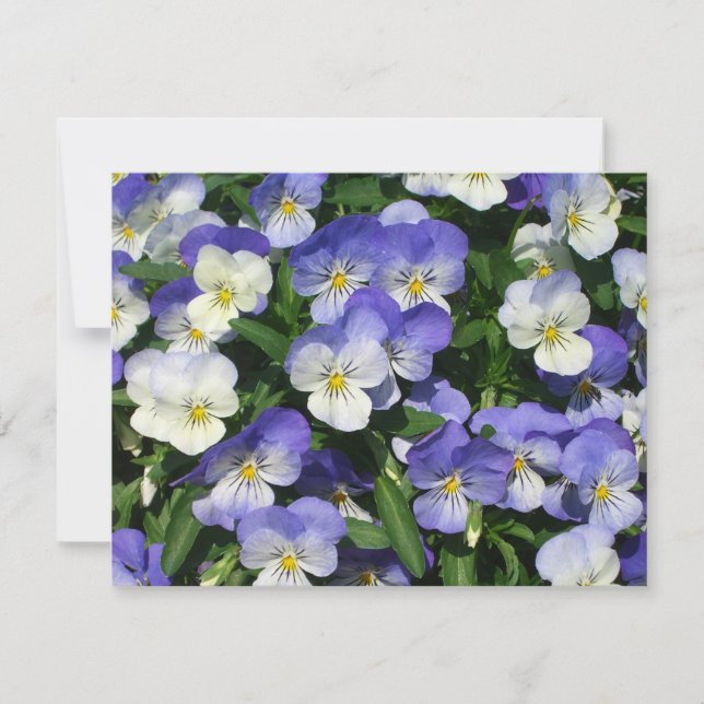 Purple Pansies Garden Floral (Anverso)