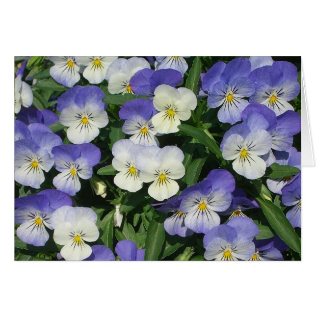 Purple Pansies Garden Floral (Anverso (Horizontal))