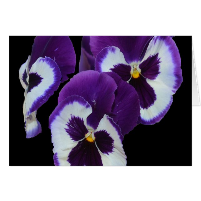 Purple_Pansy_Posy,_ (Anverso (Horizontal))