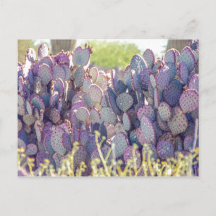 Purple Pricky Pears   Postal
