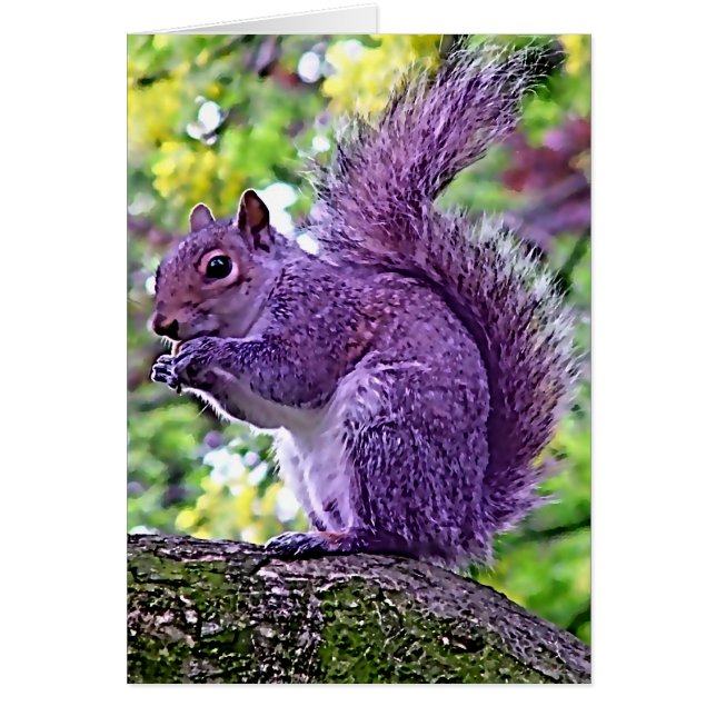 Purple Squirrel (Frente)
