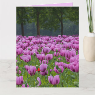 PURPLE TULIPS FLORES TARJETAS GRANDES DE CUMPLEAÑO