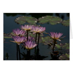 Purple Waterlilies Lotus