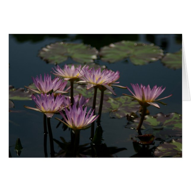 Purple Waterlilies Lotus (Anverso (Horizontal))