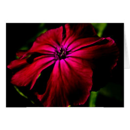 Purple Wild Flower gcnm