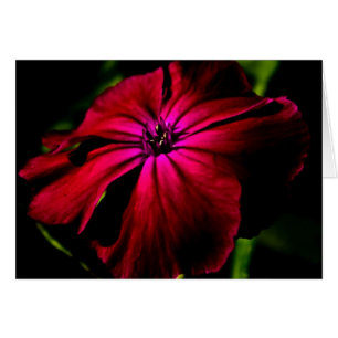 Purple Wild Flower gcnm