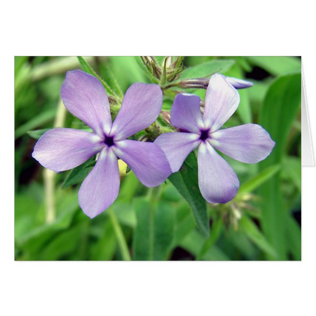 Púrpura (Anverso (Horizontal))