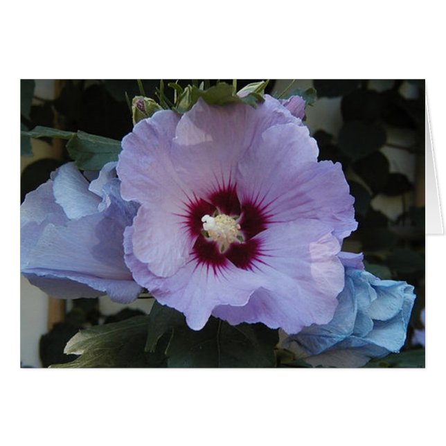 Púrpura (Anverso (Horizontal))