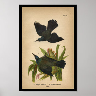 Púrpura 1890 de la impresión del pájaro Grackle