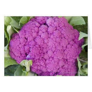Púrpura coliflor a la venta