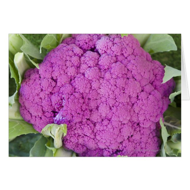 Púrpura coliflor a la venta (Anverso (Horizontal))