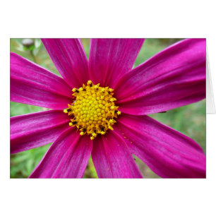 Púrpura Cosmos Wildflower