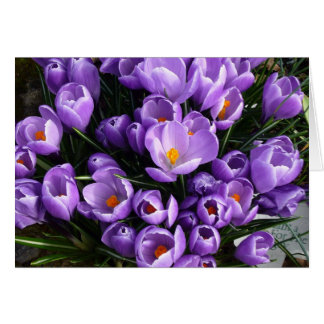 Púrpura Crocus