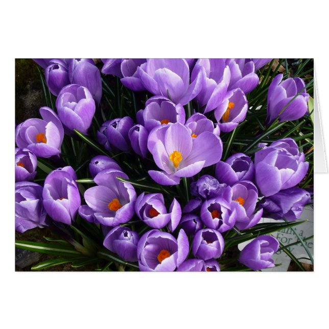 Púrpura Crocus (Anverso (Horizontal))
