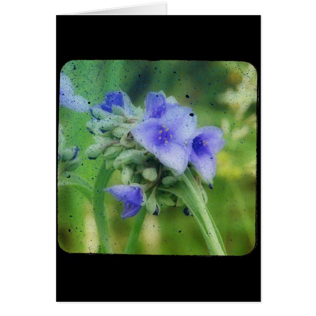 Púrpura Floral TTV (Frente)