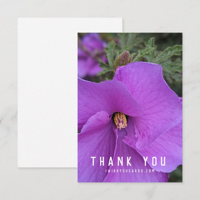 Púrpura Hibiscus Flower Closeup (Anverso / Reverso)