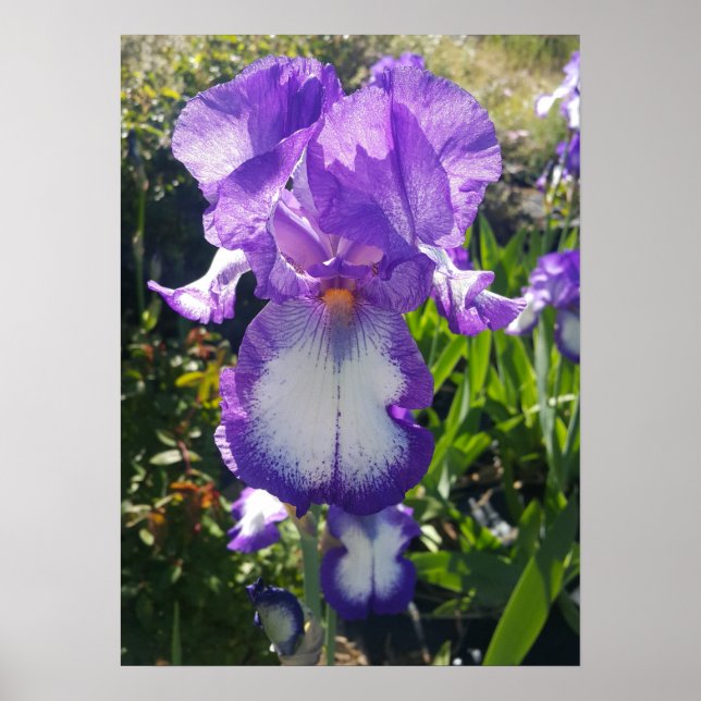 Púrpura Iris Irises Poster de la planta de arte de (Frente)