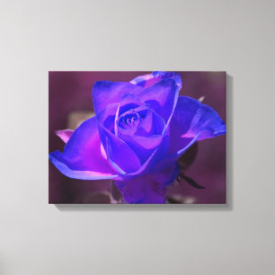 Púrpura N Rosa Rosa Rosa Lienzo Envuelto
