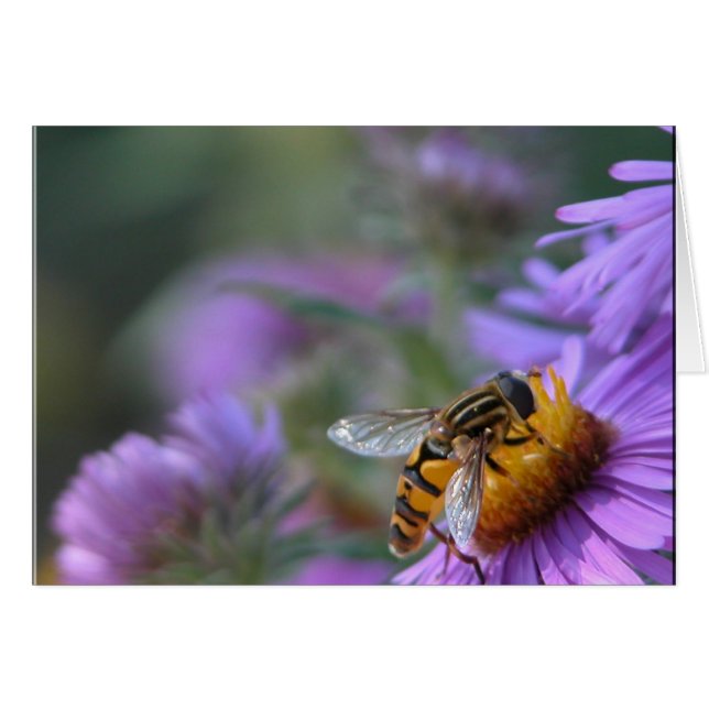 Púrpura Pasión (Anverso (Horizontal))