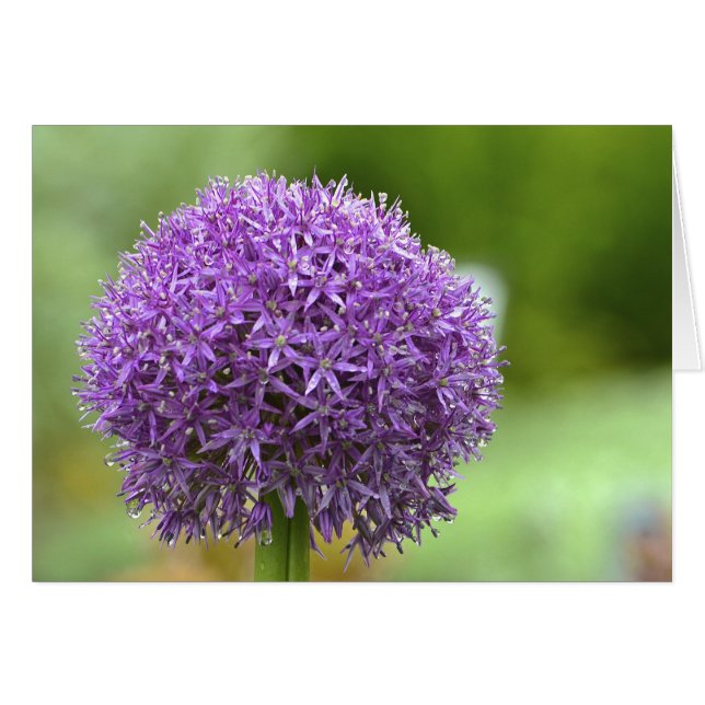 Púrpura pasión notecard (Anverso (Horizontal))