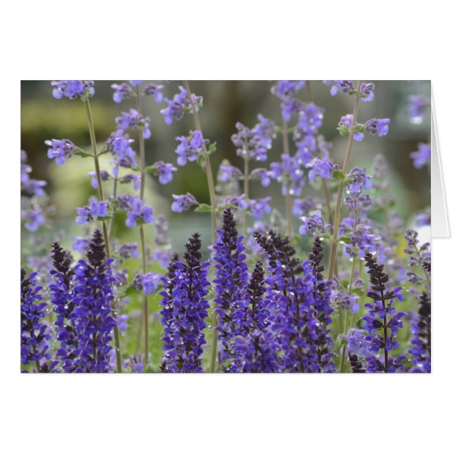 Púrpura pasión notecard (Anverso (Horizontal))