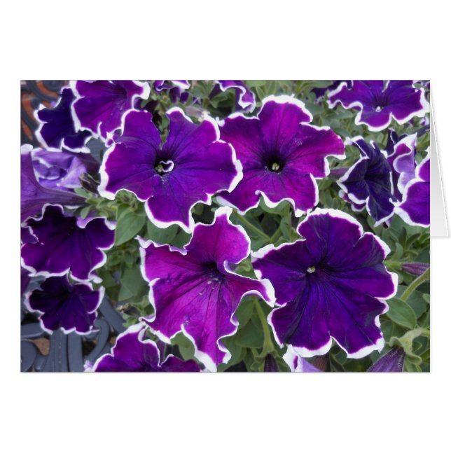 Púrpura Petunias (Anverso (Horizontal))