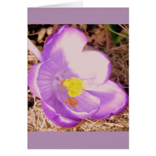 Púrpura Primavera Crocus